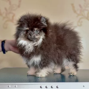 Photo №2 de l'annonce № 6000 de la vente spitz allemand - acheter à Fédération de Russie éleveur