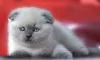 Photo №1. scottish fold - à vendre en ville de Dnipro | 423€ | Annonce № 6094