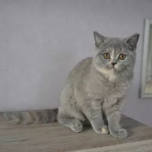 Photo №1. british shorthair - à vendre en ville de Minsk | 257€ | Annonce № 4968