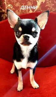 Photos supplémentaires: Un garçon chihuahua cherche une nouvelle maison.