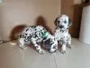 Photo №3. Chiots dalmatiens blancs. Lituanie