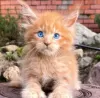 Photo №1. maine coon - à vendre en ville de Rostov-sur-le-Don | négocié | Annonce № 129162