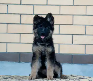 Photos supplémentaires: Chiots de berger allemand à poil long