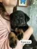 Photo №1. rottweiler - à vendre en ville de Kazan | 37€ | Annonce №97087