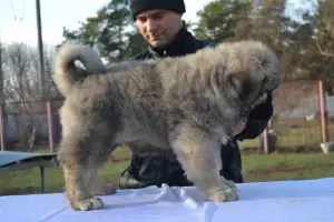 Photo №3. Chiots berger caucasien. Ukraine