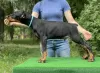 Photo №1. dobermann - à vendre en ville de Minsk | 804€ | Annonce №106663