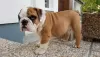 Photo №1. bulldog anglais - à vendre en ville de Берлинген | Gratuit | Annonce №103480