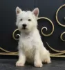 Photos supplémentaires: Chiot West Highland White Terrier d'Interchampion