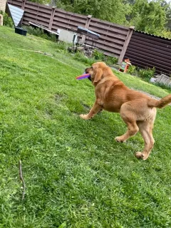 Photos supplémentaires: Chiots de dogue espagnol