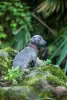 Photo №3. Chiots d'un petit lévrier italien (lévrier). Fédération de Russie