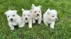 Photo №1. west highland white terrier - à vendre en ville de Альгермиссен | 1500€ | Annonce №37741