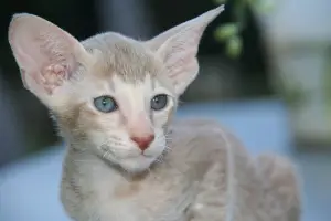 Photo №4. Je vais vendre oriental shorthair en ville de Lviv. annonce privée - prix - 181€