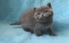 Photo №1. british shorthair - à vendre en ville de Берлингероде | Gratuit | Annonce № 97968