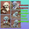 Photo №1. bichon à poil frisé - à vendre en ville de Minsk | 331€ | Annonce №68933