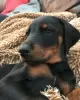 Photo №1. dobermann - à vendre en ville de Братислава | Gratuit | Annonce №111332