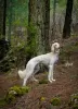 Photos supplémentaires: Chiots Saluki, femelles et mâles