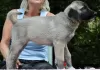 Photos supplémentaires: Kangal chiots