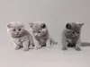 Photo №1. british shorthair - à vendre en ville de Торонто | 300€ | Annonce № 88613