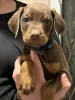 Photo №3. Chiots Dobermann mignons. Australie