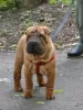 Photo №1. shar pei - à vendre en ville de Kalouga | négocié | Annonce №52635