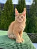 Photo №1. maine coon - à vendre en ville de Franeker | Gratuit | Annonce № 100095