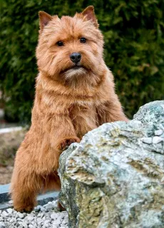 Photo №3. Norwich Terrier. Chiots. Fédération de Russie