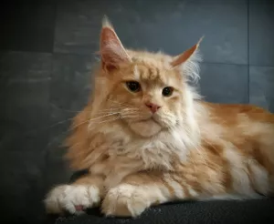 Photo №1. maine coon - à vendre en ville de Brovary | 939€ | Annonce № 5397