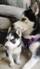 Photo №1. husky de sibérie - à vendre en ville de Helsinki | négocié | Annonce №108676