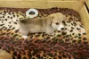 Photo №2 de l'annonce № 8300 de la vente welsh corgi - acheter à Fédération de Russie annonce privée