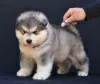 Photo №1. malamute de l'alaska - à vendre en ville de Šid | négocié | Annonce №129121