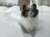 Photos supplémentaires: Spitz allemand, petite fille