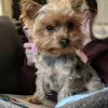 Photo №1. yorkshire terrier - à vendre en ville de Munich | Gratuit | Annonce №111314