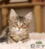 Photo №1. maine coon - à vendre en ville de Saint-Pétersbourg | 388€ | Annonce № 9741