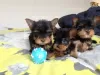 Photo №1. yorkshire terrier - à vendre en ville de Wiesbaden | Gratuit | Annonce №101854