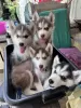 Photo №1. husky de sibérie - à vendre en ville de Dover | négocié | Annonce №71136