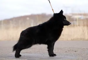 Photo №3. Schipperke mâle. Fédération de Russie