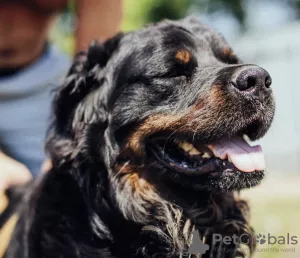 Photo №2 de l'annonce № 7277 de la vente chien bâtard - acheter à Fédération de Russie annonce privée