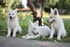 Photos supplémentaires: Chiots Berger Blanc Suisse à vendre