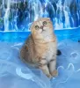 Photo №4. Je vais vendre scottish fold en ville de Stavropol. éleveur - prix - 332€