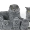 Photo №1. british shorthair - à vendre en ville de Portland | 615€ | Annonce № 65851