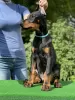 Photo №2 de l'annonce № 106663 de la vente dobermann - acheter à Biélorussie de la fourrière, éleveur