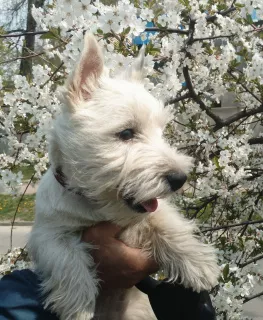 Photo №4. Je vais vendre west highland white terrier en ville de Dnipro. de la fourrière - prix - 738€