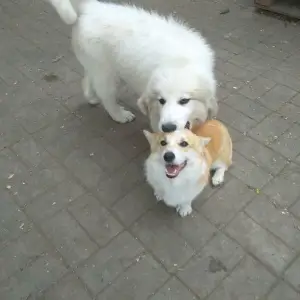 Photo №2 de l'annonce № 2556 de la vente chien de montagne des pyrénées - acheter à Fédération de Russie de la fourrière