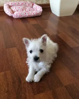 Photo №2 de l'annonce № 443 de la vente west highland white terrier - acheter à Ukraine de la fourrière, éleveur