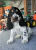 Photo №4. Je vais vendre cocker spaniel anglais en ville de Żelazna. éleveur - prix - 600€