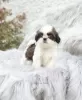 Photo №1. shih tzu - à vendre en ville de Бернау | Gratuit | Annonce №99566