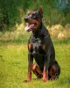 Photos supplémentaires: Chiots Dobermann - Dan Smile Helgi et Adal Eskae Vangard, nés le 25.08.2020.