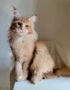 Photo №4. Je vais vendre maine coon en ville de Rostov-sur-le-Don. éleveur - prix - négocié