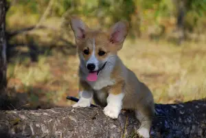 Photo №1. welsh corgi - à vendre en ville de Shchelkino | Négocié | Annonce №3549