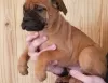 Photo №1. bullmastiff - à vendre en ville de Berlin | Gratuit | Annonce №126910